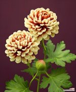 菊花的花语有哪些？