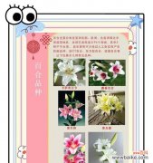 百合花的花语有哪些含义？