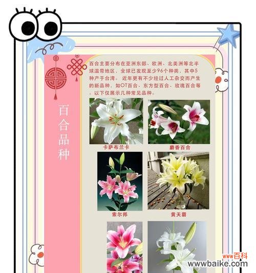 百合花的花语有哪些含义?