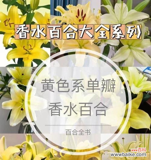 百合花的花语有哪些含义?