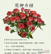 玫瑰花语代表了哪种情感？