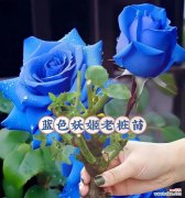 蓝色玫瑰花有何特别含义？