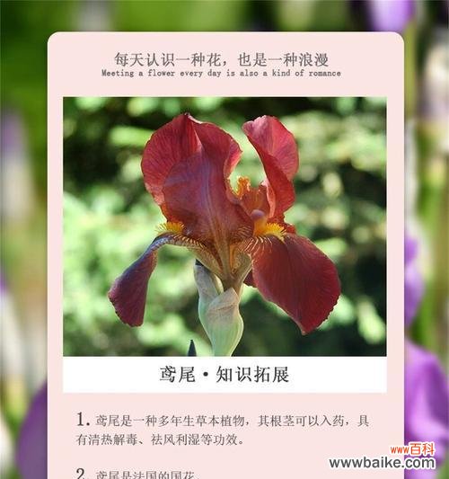 这句话的花语是什么?它传达了怎样的情感?