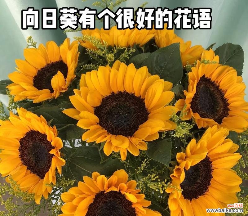 向日葵花语有哪些寓意？