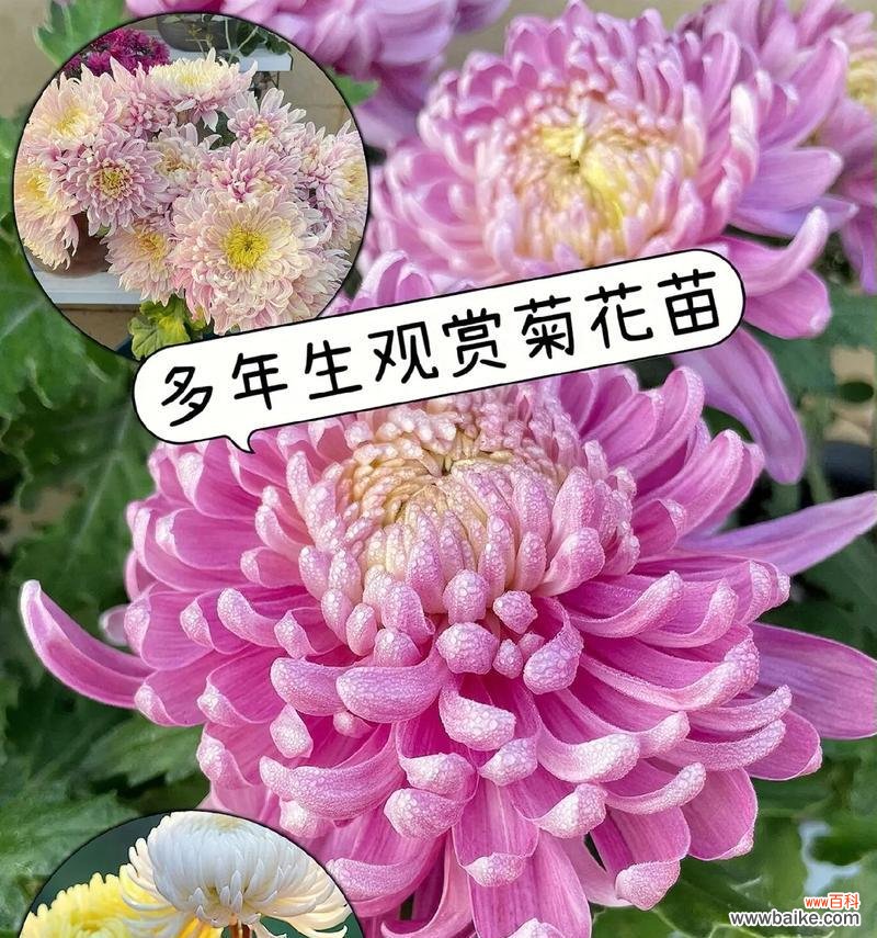 菊花的花语和寓意是什么?