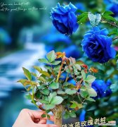 蓝玫瑰花语有何特别之处？