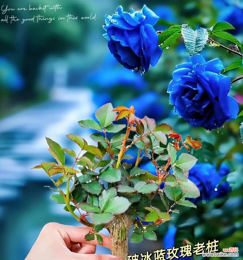 蓝玫瑰花语有何特别之处？