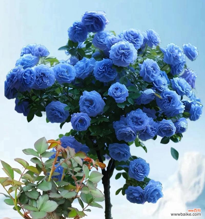 蓝玫瑰花语有何特别之处？