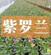 花卉的花语有哪些？如何根据场合选择花卉？