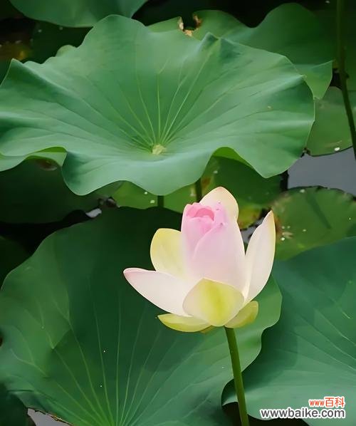 荷花的花语代表了什么?