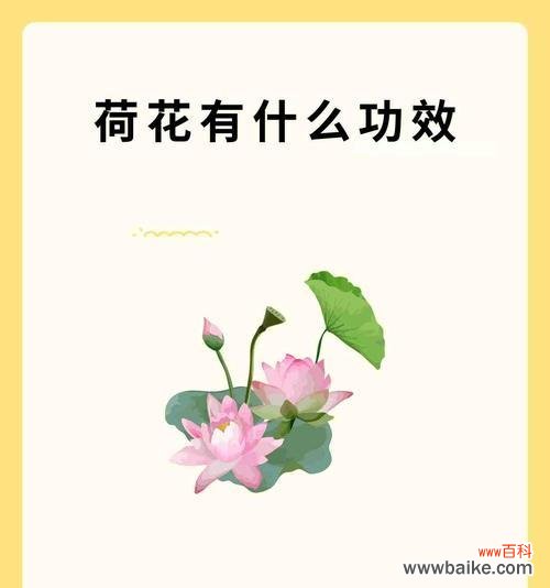 荷花的花语代表了什么?
