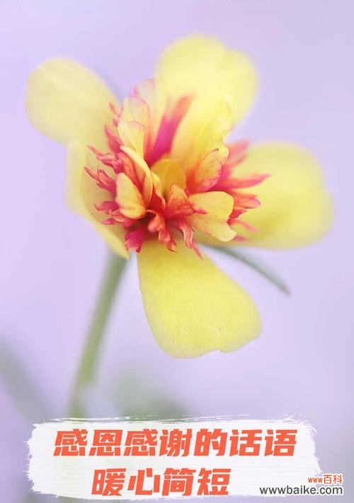 表达感谢的花语有哪些？