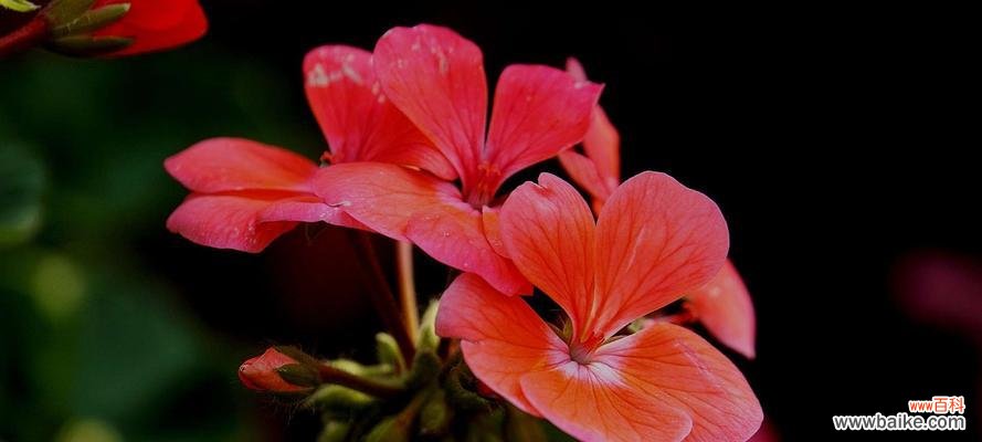 鲜花中的情感语言——天竺葵花语的深层含义 天竺葵花语的象征与寓意