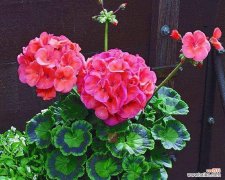 鲜花中的情感语言——天竺葵花语的深层含义 天竺葵花语的象征与寓意