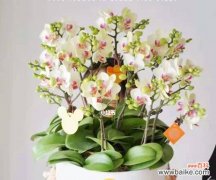 以条点蝴蝶兰的花语是什么？ 蝴蝶兰的花语