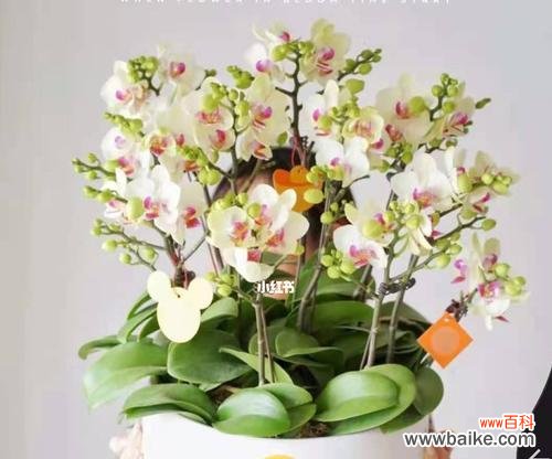 以条点蝴蝶兰的花语是什么? 蝴蝶兰的花语