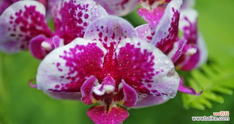 以条点蝴蝶兰的花语是什么? 蝴蝶兰的花语