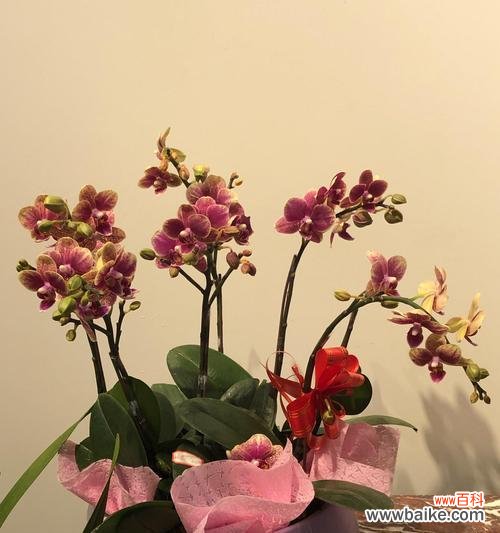 以条点蝴蝶兰的花语是什么? 蝴蝶兰的花语