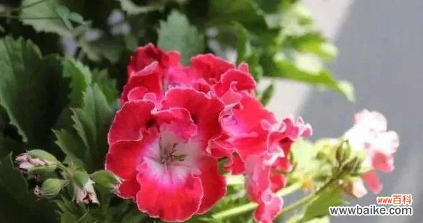 探秘天竺葵的由来与美丽花语 天竺葵的花语及来历