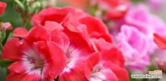 探秘天竺葵的由来与美丽花语 天竺葵的花语及来历
