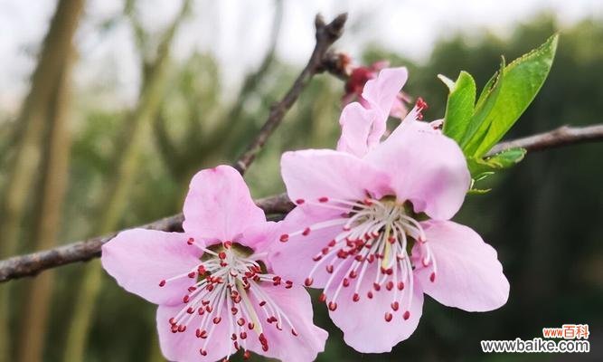 探寻桃花所代表的祝福与吉祥 桃花的花语及其寓意