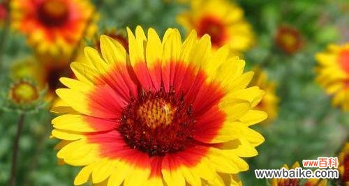 揭秘天人菊花语的含义与传承 天人菊花语