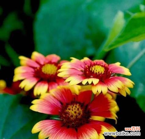 揭秘天人菊花语的含义与传承 天人菊花语