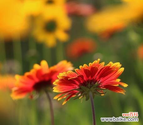 探寻天人菊的神秘和美丽 天人菊的花语与意义