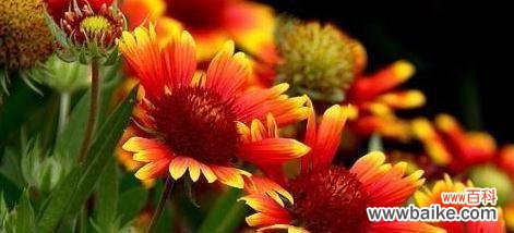 探寻天人菊的神秘和美丽 天人菊的花语与意义