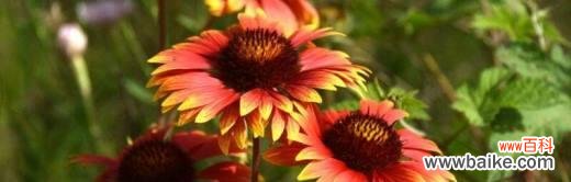 探寻天人菊的神秘和美丽 天人菊的花语与意义