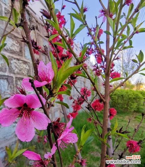 探秘桃花花语,解读爱情密码 桃花花语