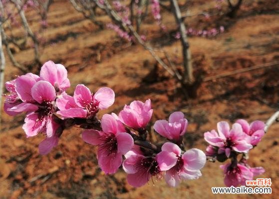 探秘桃花花语,解读爱情密码 桃花花语