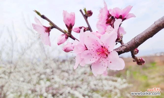 探秘桃花花语,解读爱情密码 桃花花语