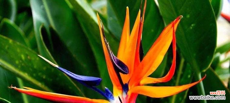 倾听花开的旋律，感受天籁之音的温暖 天堂鸟花语——诠释美丽与自由的心灵共鸣