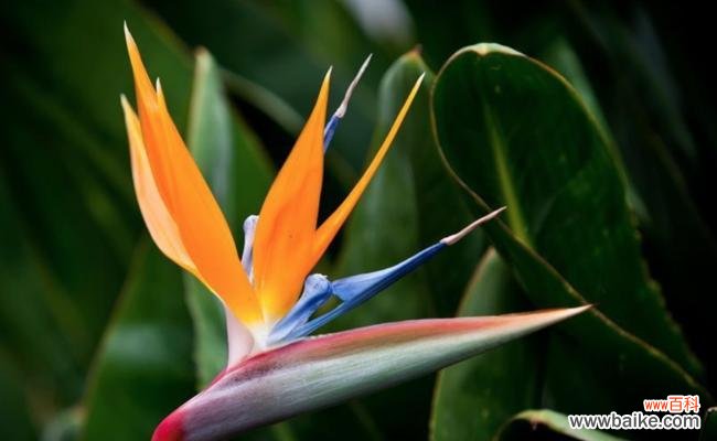 倾听花开的旋律，感受天籁之音的温暖 天堂鸟花语——诠释美丽与自由的心灵共鸣