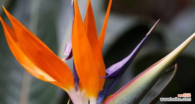 倾听花开的旋律，感受天籁之音的温暖 天堂鸟花语——诠释美丽与自由的心灵共鸣