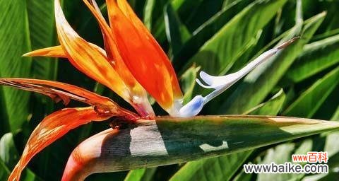 探寻天堂鸟花语的美丽之谜 天堂鸟花语的意义与传承