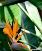 探寻天堂鸟花语的秘密与传说的神奇 天堂鸟花语与传说