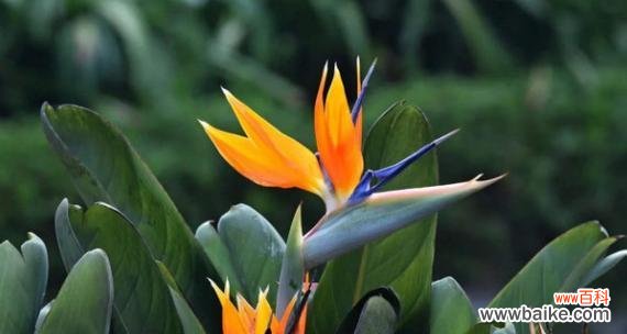 探寻天堂鸟花语的秘密与传说的神奇 天堂鸟花语与传说