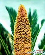 探索铁树所代表的坚韧和生命力 铁树的寓意与象征意义