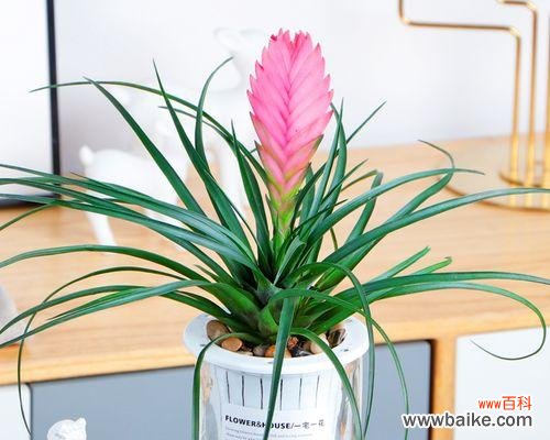 探寻铁兰花语的美丽与神秘 铁兰花语的深意与传承