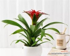 探索铁海棠的深层含义，揭示其在风水中的重要作用 铁海棠的寓意与象征风水