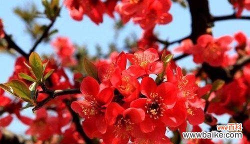 探索铁海棠的深层含义,揭示其在风水中的重要作用 铁海棠的寓意与象征风水