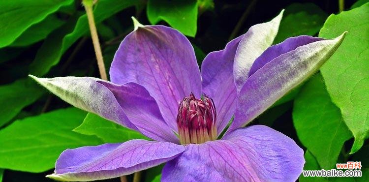 探寻铁线莲花的花语之谜 铁线莲花的美丽与意义