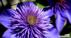 探寻铁线莲花的花语之谜 铁线莲花的美丽与意义