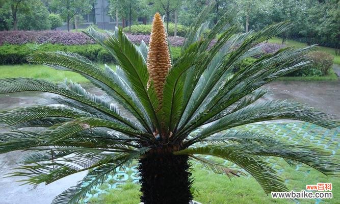 一颗生命的蜕变与坚持 以铁树开花——奇迹的降临