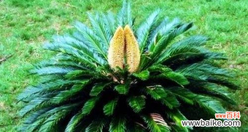 一颗生命的蜕变与坚持 以铁树开花——奇迹的降临