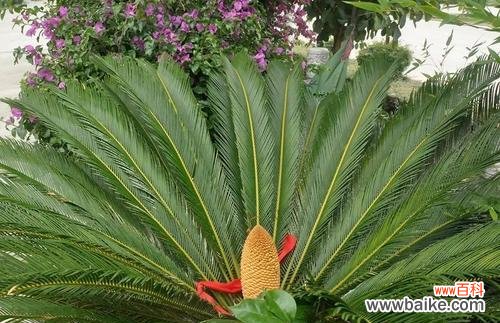 一颗生命的蜕变与坚持 以铁树开花——奇迹的降临