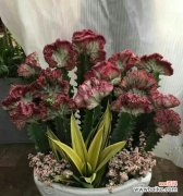 探寻铁树花的神奇之处与美好寓意 铁树花开的传说与花语