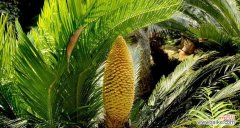 探秘铁树开花的时刻 铁树开花之奇迹